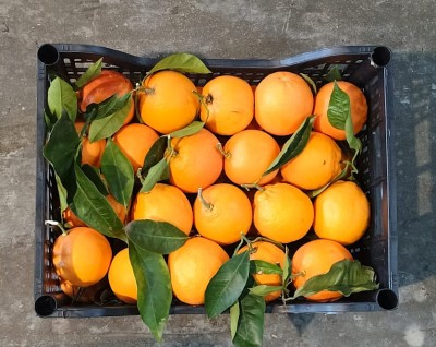 Foto Arance Varietà Washington Calibro 8/10 Origine Italia Marchio Hilias  3