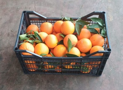 Foto Arance Varietà Powell Origine Grecia Marchio  Greek Premium Fruit  1