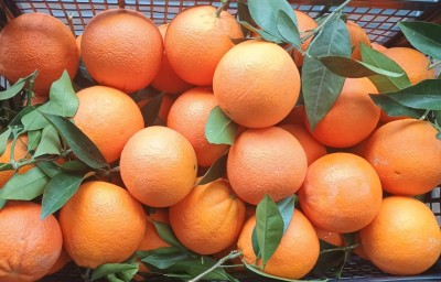 Foto Arance Varietà Powell Origine Grecia Marchio  Greek Premium Fruit  2