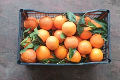 Foto Arance Varietà Powell Origine Grecia Marchio  Greek Premium Fruit  3