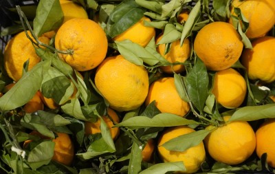 Foto Arance Affogliate Origine Grecia Marchio Agri 21 2