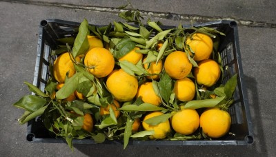 Foto Arance Affogliate Origine Grecia Marchio Agri 21 3