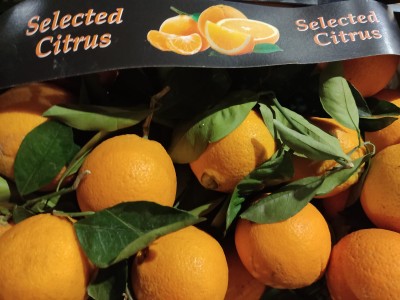 Foto Arance Varietà Lane Late Origine Grecia Marchio Agri 21 2