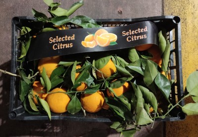 Foto Arance Varietà Lane Late Origine Grecia Marchio Agri 21 3