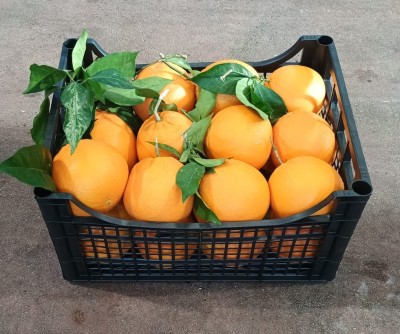 Foto Arance Affogliate Varietà Navel Calibro 1/2 Origine Italia Marchio Acri  1