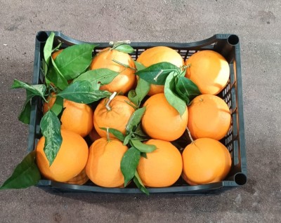 Foto Arance Affogliate Varietà Navel Calibro 1/2 Origine Italia Marchio Acri  2