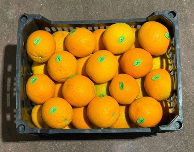 Foto Arance Varietà Valencia Calibro 56 Origine Egitto Marchio Agricola Gloria               3