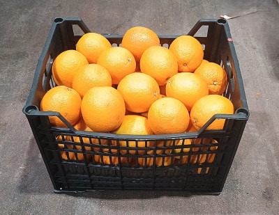 Foto Arance Varietà Valencia Calibro 56 Origine Egitto Marchio Agricola Gloria  1