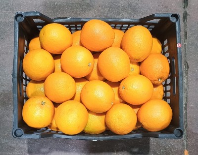 Foto Arance Varietà Valencia Calibro 56 Origine Egitto Marchio Agricola Gloria  3