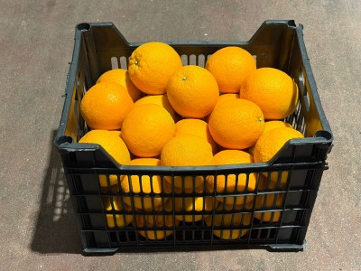 Foto Arance Varietà Valencia Calibro 64 Origine Egitto Marchio Agricola Gloria 1