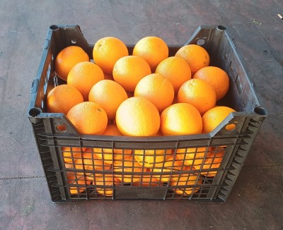 Foto Arance Varietà Valencia Calibro 64 Origine Egitto Marchio Agricola Gloria  1