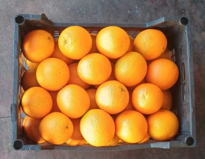 Foto Arance Varietà Valencia Calibro 64 Origine Egitto Marchio Agricola Gloria  3