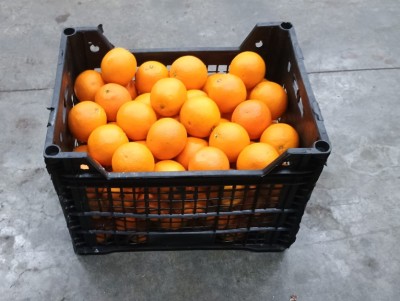 Foto Arance Varietà Valencia Calibro 100 Origine Egitto Marchio AGRICOLA GLORIA SRL 1