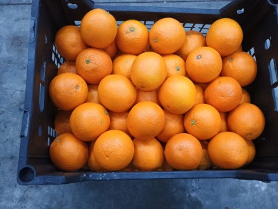 Foto Arance Varietà Valencia Calibro 100 Origine Egitto Marchio AGRICOLA GLORIA SRL 2