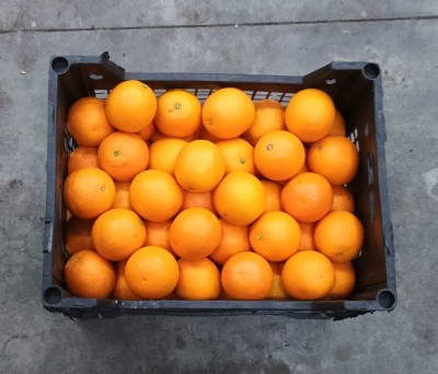 Foto Arance Varietà Valencia Calibro 100 Origine Egitto Marchio AGRICOLA GLORIA SRL 3