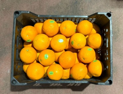 Foto Arance Varietà Valencia Calibro 72 Origine Egitto  Marchio Agricola Gloria 3