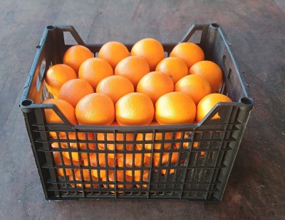 Foto Arance Varietà Valencia Calibro 72 Origine Egitto Marchio Agricola Gloria 1