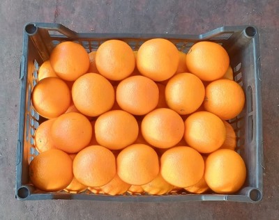 Foto Arance Varietà Valencia Calibro 72 Origine Egitto Marchio Agricola Gloria 3