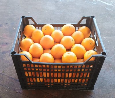 Foto Arance Valencia Calibro 88 Origine Egitto Marchio Agricola Gloria 1