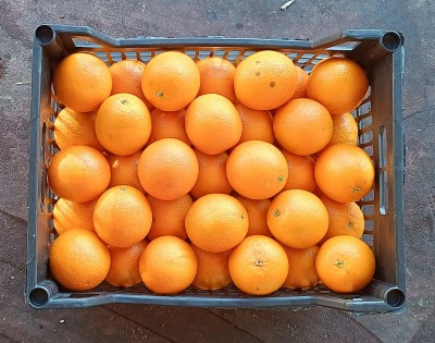 Foto Arance Valencia Calibro 88 Origine Egitto Marchio Agricola Gloria 3