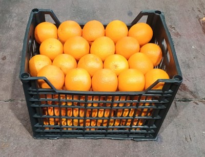 Foto Arance Varietà Valencia Calibro 80 Origine Egitto Marchio Agricola Gloria 1