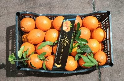 Foto Arance Affogliate Varietà New Hall Calibro 90 Origine Italia Marchio Altimari  3