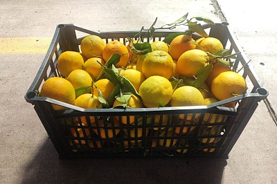 Foto Arance Valencia Origine Grecia  Marchio Ale Farm  1