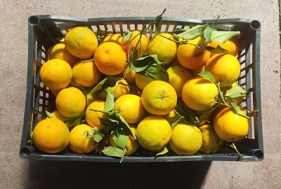 Foto Arance Valencia Origine Grecia  Marchio Ale Farm  3