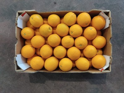 Foto Arance Varietà Midknight Calibro 55  Origine Sud Africa Marchio Lona 3