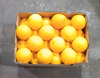 Foto Arance Varietà Midknight Calibro 48 Origine Sud Africa Marchio Grown  3