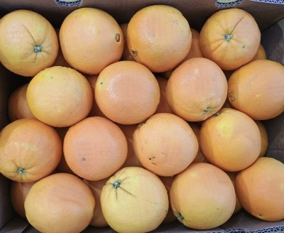 Foto Arance Varietà Fukamoto Calibro 64 Origine Sud Africa Marchio GRown 4U 2