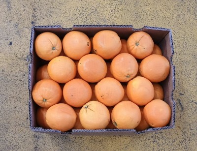 Foto Arance Varietà Fukamoto Calibro 72 Origine Sud Africa Marchio Grown 4U  3