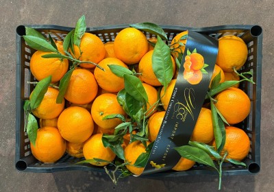 Foto Arance Lane Late Calibro 160 Origine Italia Marchio Altimari 3