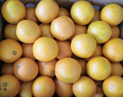 Foto Arance Varietà Valencia  Origine Egitto  Marchio Rm Fresh 2