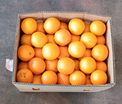 Foto Arance Varietà Valencia  Origine Egitto  Marchio Rm Fresh 3