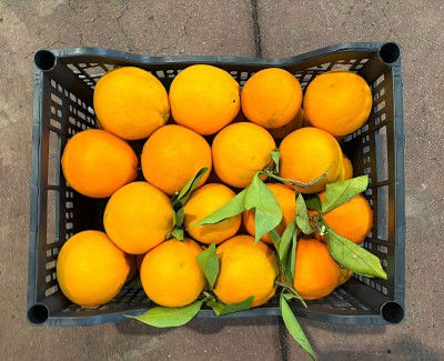 Foto Arance Navel Calibro 6 Origine Italia Marchio Hilias 3