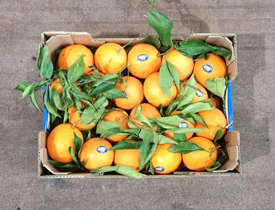 Foto Arance Navel Calibro 8  Origine Italia Marchio  Regina 3