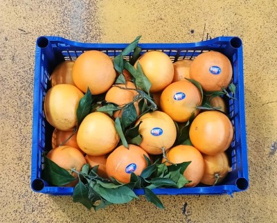 Foto Arance Navel Affogliate Calibro 2 Origine Italia Marchio Acri    3