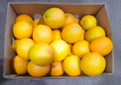 Foto Arance Varietà Valencia Calibro 56 Origine Egitto  Marchio Vegeree 3