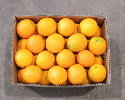 Foto Arance Varietà Valencia  Calibro 64 Origine Egitto Marchio Vegeree   3