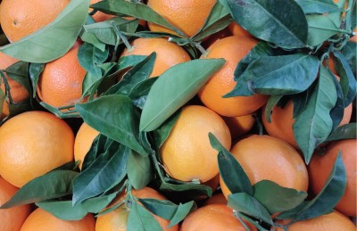 Foto Arance  Navel Calibro 8 Origine Italia Marchio La Regina di Corigliano  2