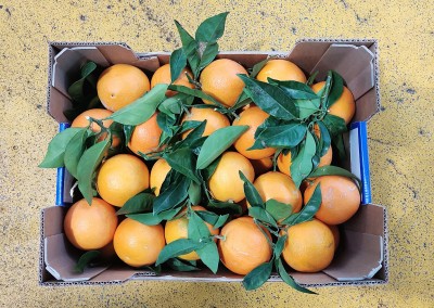 Foto Arance  Navel Calibro 8 Origine Italia Marchio La Regina di Corigliano  3