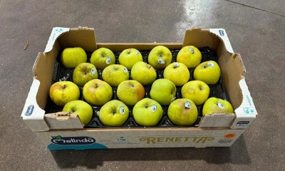 Foto Mele Renette Calibro 80/85 Origine Italia Marchio Melinda 1