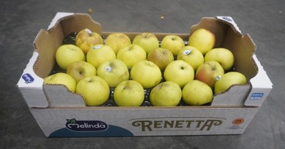 Foto Mele Renette lavorazione in  Doppio Strato Calibro  75/80 Origine Italia Marchio Melinda 1