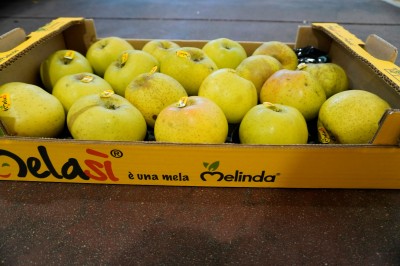 Foto Renette Varietà Canada Calibro 80/85 Lavorazione in Padella  origine Italia Marchio Melasì      3