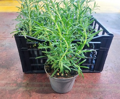 Foto Cassa da 6 Piante di Rosmarino  Ordinabili anche Singolarmente Origine Italia           1