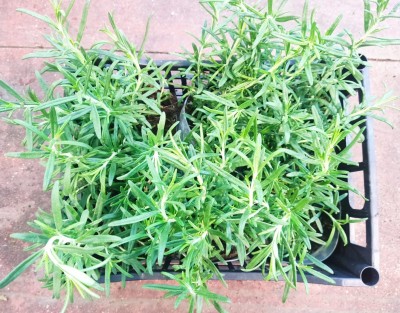 Foto Cassa da 6 Piante di Rosmarino  Ordinabili anche Singolarmente Origine Italia           2