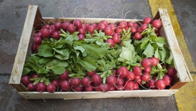 Foto Ravanelli Origine Italia Marchio Copla 1