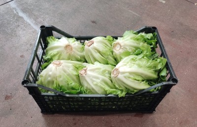 Foto Scarola Origine Italia Marchio Onori 1