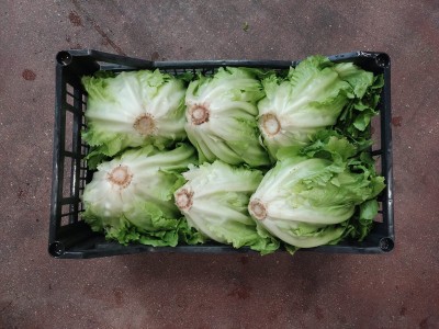 Foto Scarola Origine Italia Marchio Onori 2